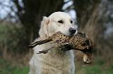 GOLDEN RETRIEVER 1025